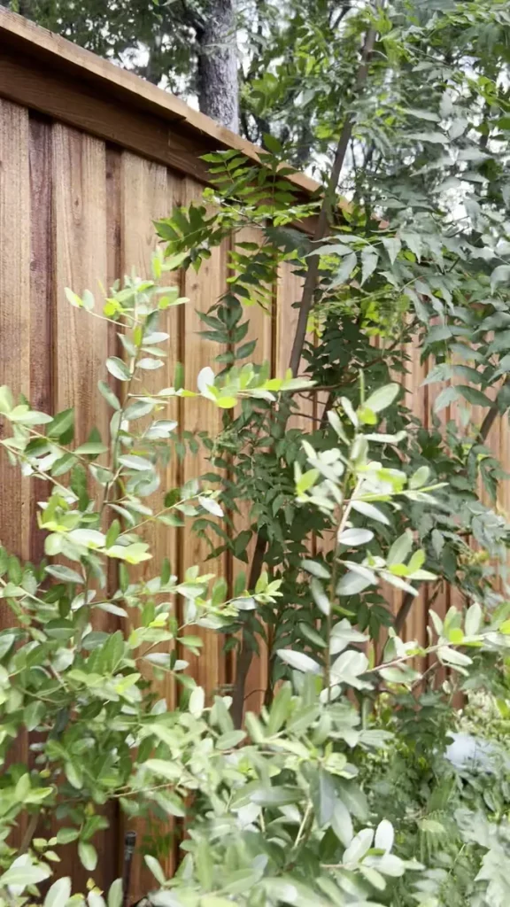Cedar privacy fence behind mature landscaping in Southlake, TX