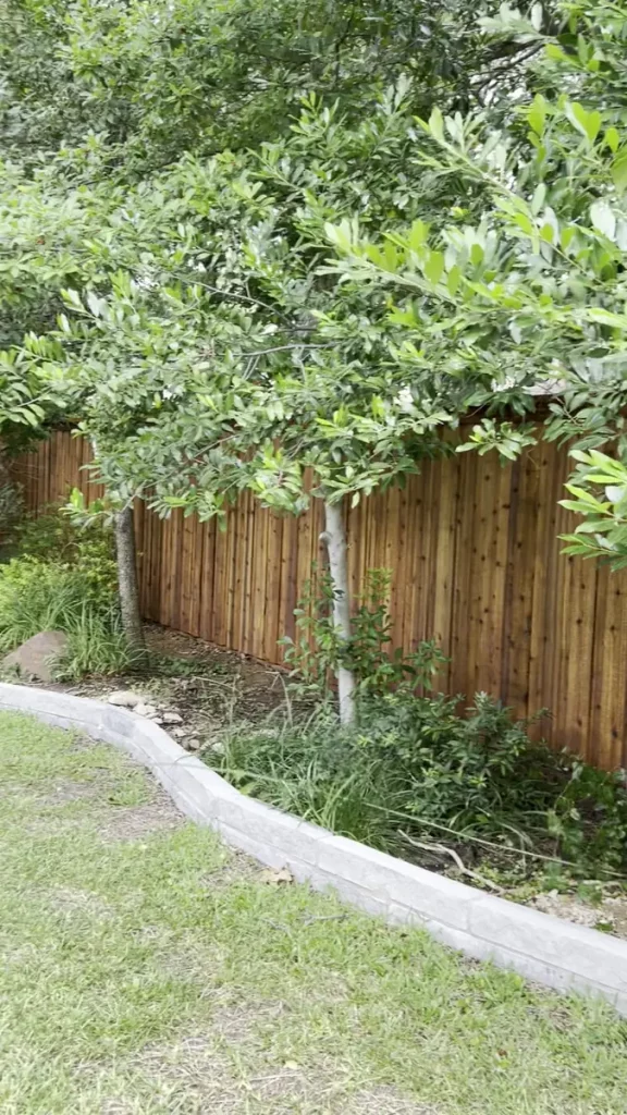 6 ft board-on-board cedar fence in Southlake, TX stained and finished behind a planting bed